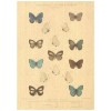 Flax Art Poster | Encyclopedia Butterfly B | FWP-AP-EN2B